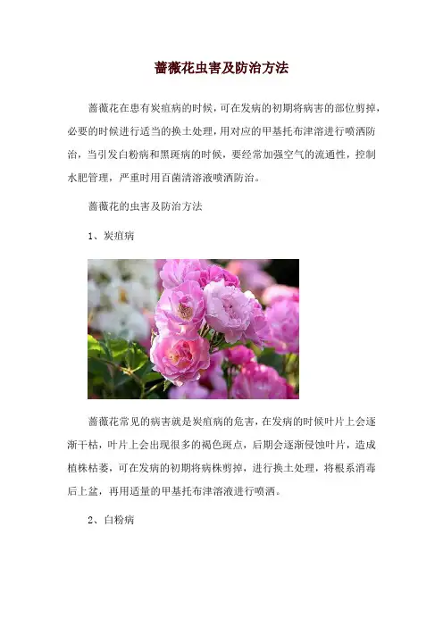 蔷薇花虫害及防治方法