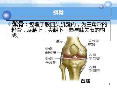 髌骨骨折护理查房ppt参考课件.ppt
