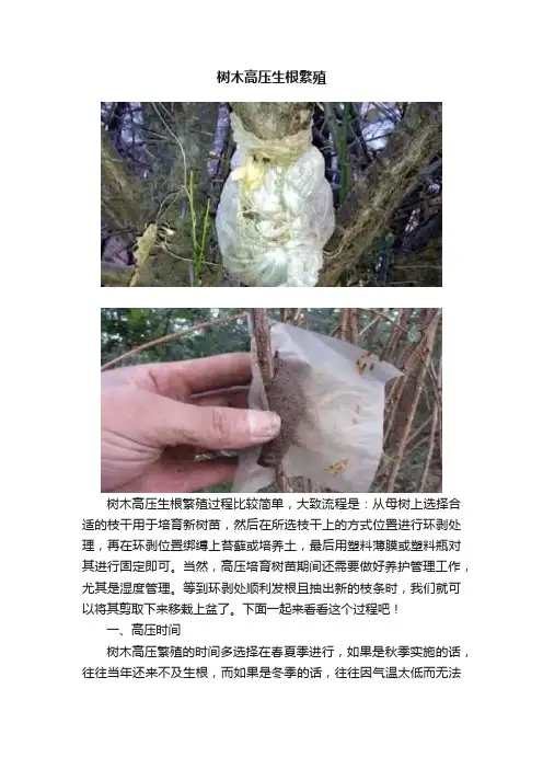 树木高压生根繁殖