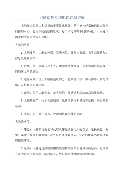 大脑结构及功能的详细讲解