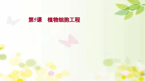 2022届新教材一轮复习人教版 第十单元 第5课 植物细胞工程 课件(97张)