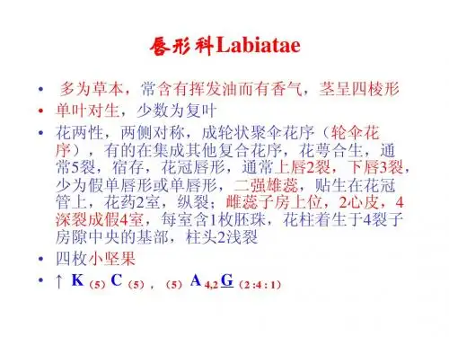 04唇形科