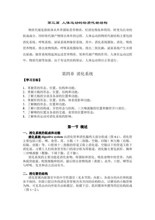 人体解剖学  第四章消化系统