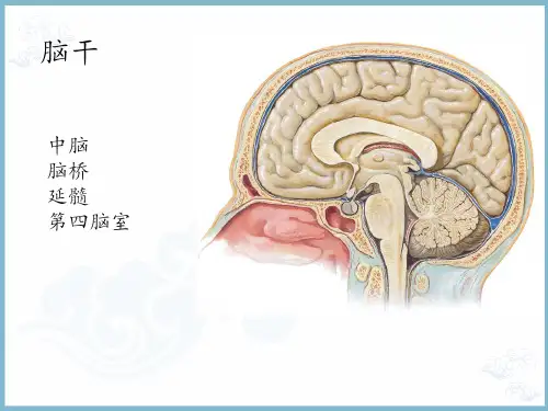 脑干结构