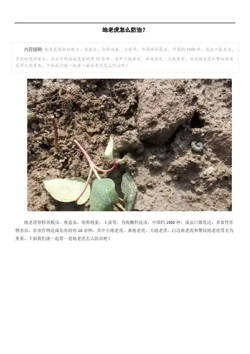 地老虎怎么防治