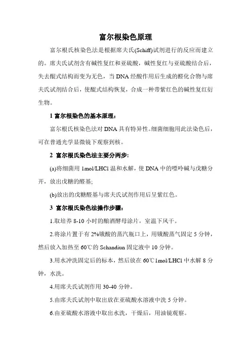 富尔根染色原理