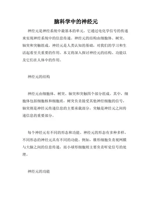 脑科学中的神经元