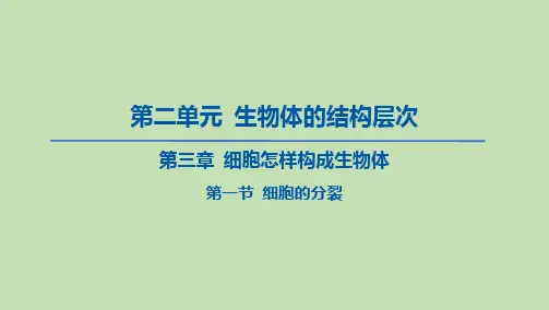 2023-2024学年六年级生物鲁教版(五四学制)课件---第一节 细胞的分裂