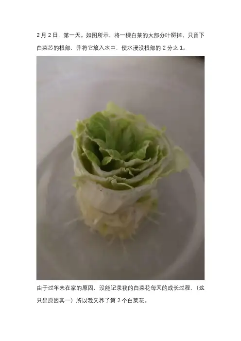 生物作业培养白菜花实验简报