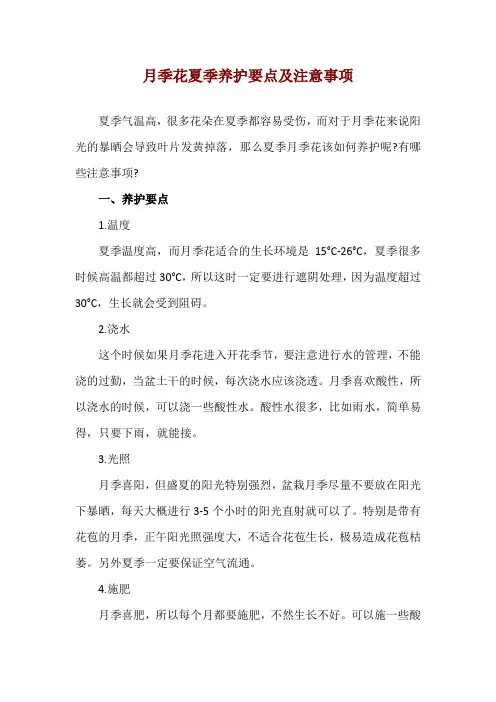 月季花夏季养护要点及注意事项