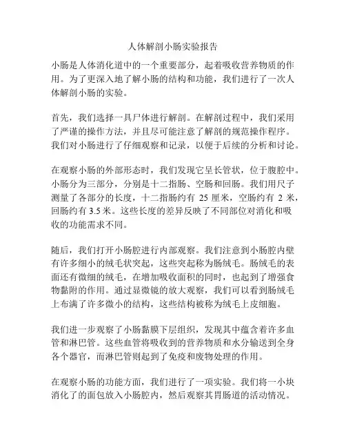 人体解剖小肠实验报告