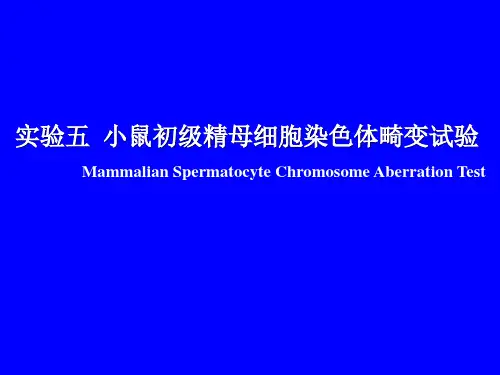 实验五小鼠初级精母细胞染色体畸变试验