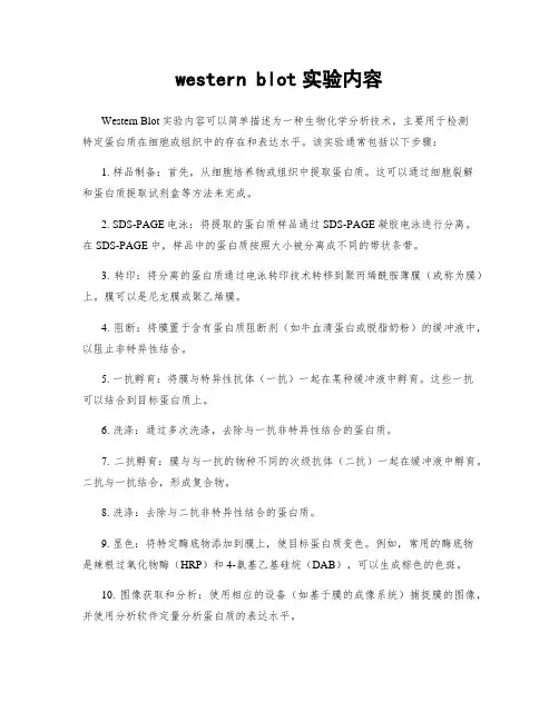 western blot实验内容