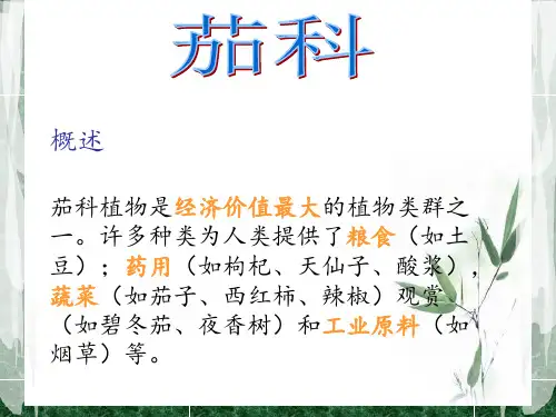 茄科