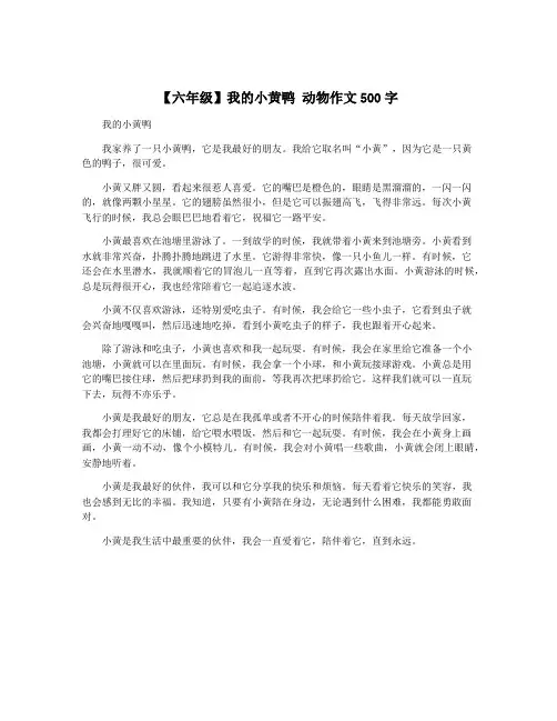 【六年级】我的小黄鸭 动物作文500字