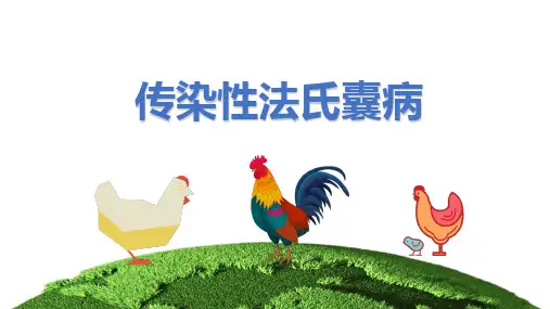 传染性法氏囊病课件(共11张PPT)《动物疫病防治》