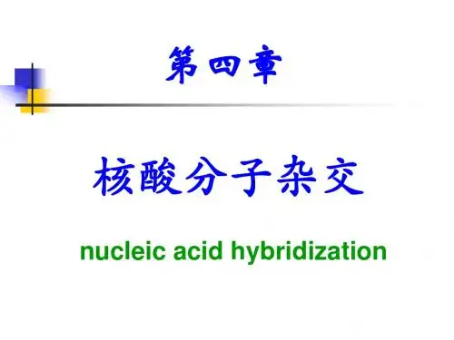 生物化学课件 第四章 核酸杂交