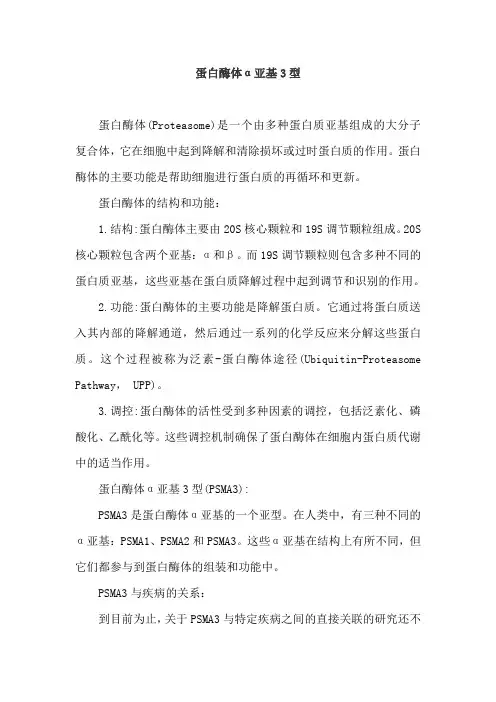 蛋白酶体α亚基3型