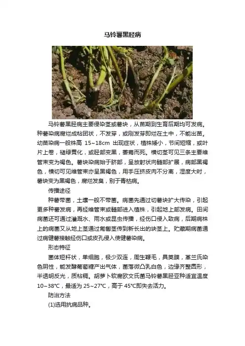 马铃薯黑胫病