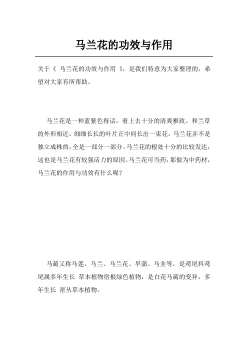马兰花的功效与作用