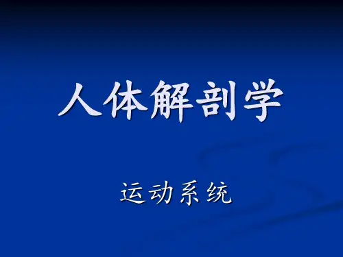 人体解剖学--运动系统-骨骼 PPT课件
