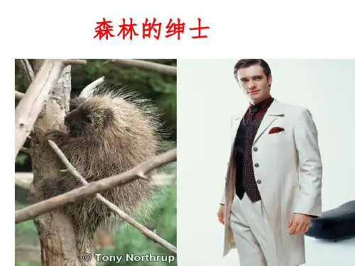 森林中的绅士(上课用)