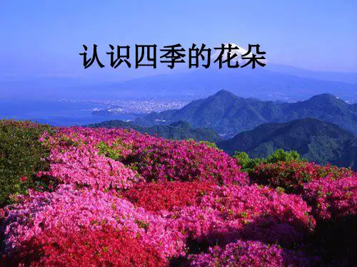 认识四季的花朵_课件