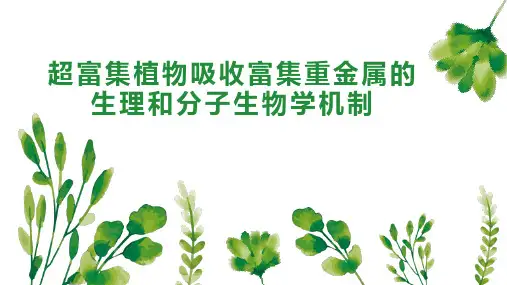 超富集植物吸收富集重金属的生理和分子生物学机制