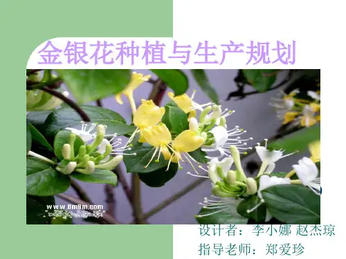 金银花种植与生产规划