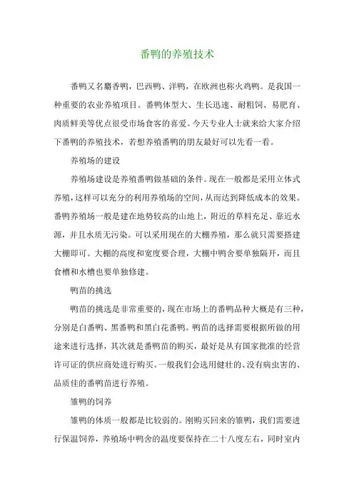 番鸭的养殖技术