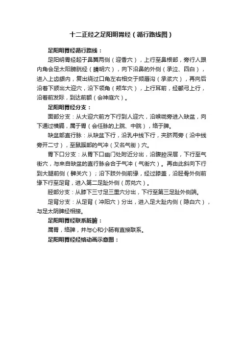 十二正经之足阳明胃经（循行路线图）