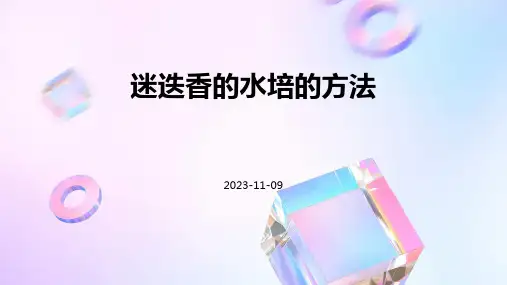 迷迭香的水培的方法