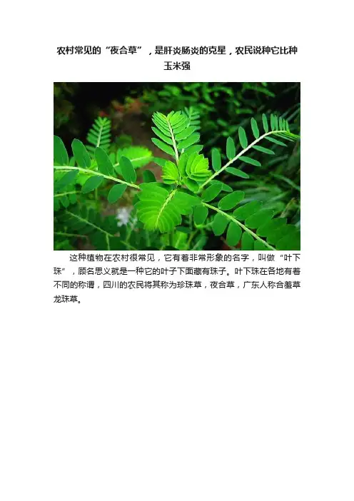 农村常见的“夜合草”，是肝炎肠炎的克星，农民说种它比种玉米强