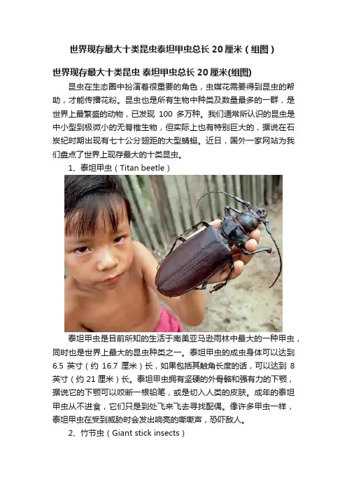 世界现存最大十类昆虫泰坦甲虫总长20厘米（组图）