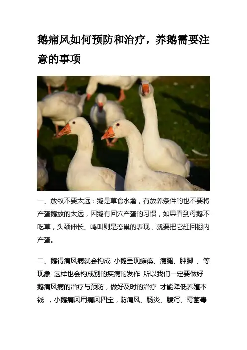 鹅痛风如何预防和治疗,养鹅需要注意的事项