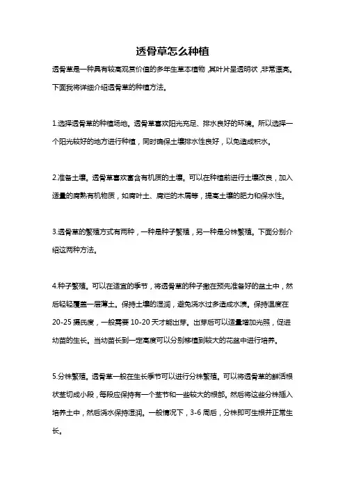 透骨草怎么种植