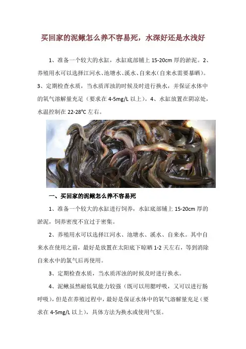 买回家的泥鳅怎么养不容易死,水深好还是水浅好