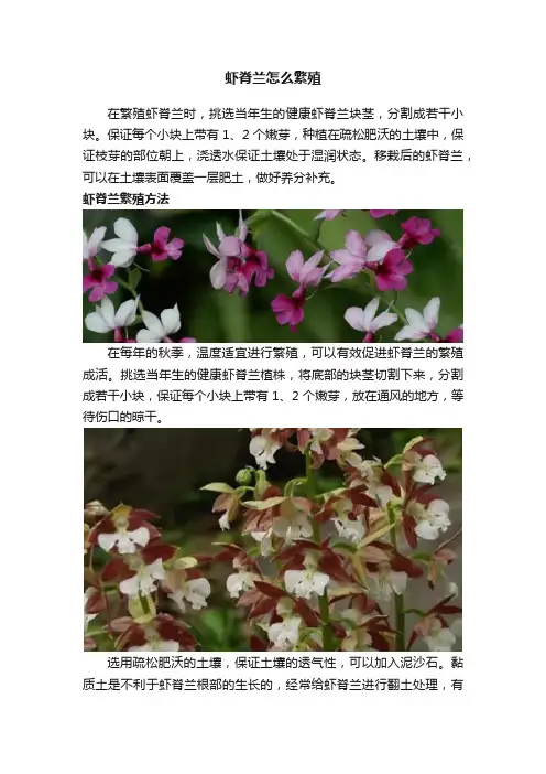 虾脊兰怎么繁殖