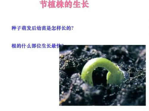 植株的生长PPT课件