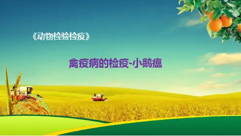 禽疫病的检疫-小鹅瘟