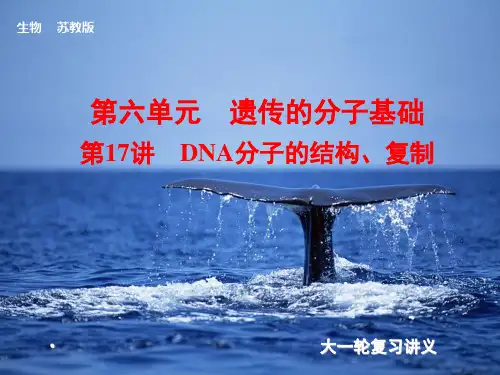 2014届高考(苏教版)生物大一轮课件：第17讲 DNA分子的结构、复制(共83张PPT)