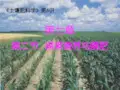 土壤肥料学课件  06 磷素营养与磷肥