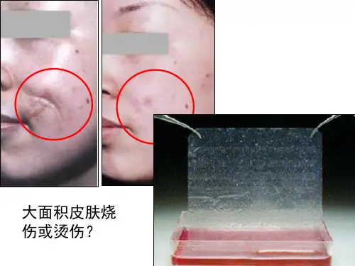 动物细胞培养130913PPT课件