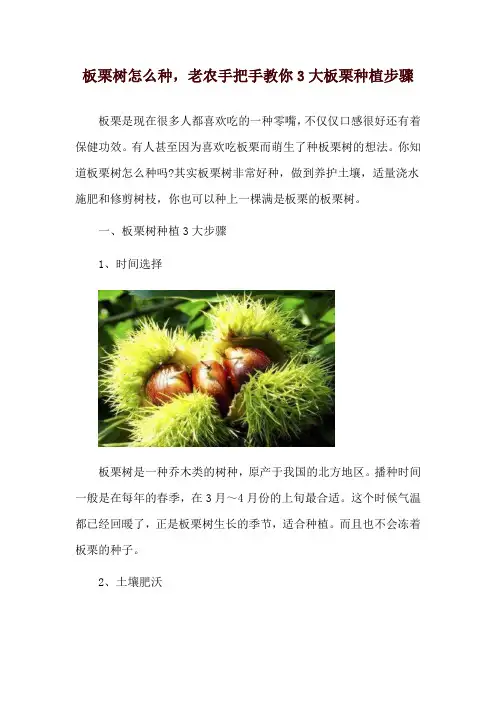 板栗树怎么种,老农手把手教你3大板栗种植步骤