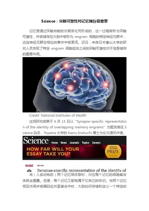 Science：突触可塑性对记忆储存很重要