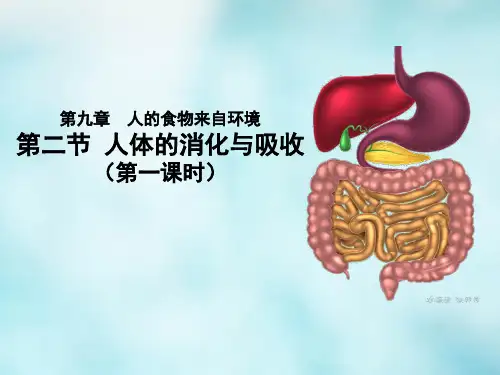 人体的消化与吸收(第一课时)课件2022-2023学年苏教版生物七年级下册