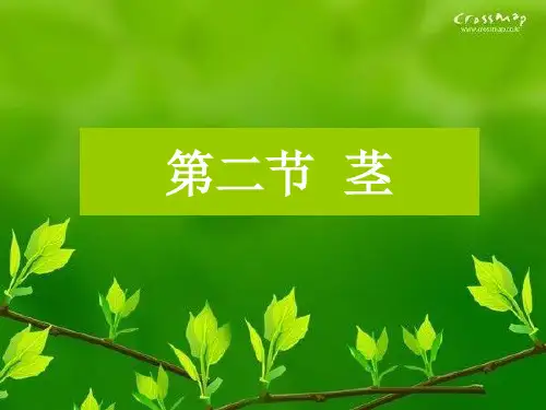 3.2第三章 种子植物的营养器官——茎