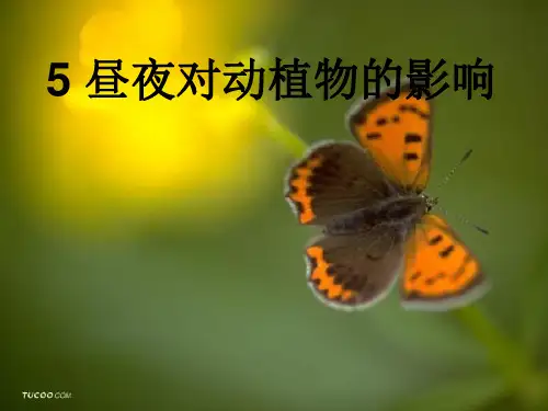 小学科学五年级(上册)昼夜对动植物的影响