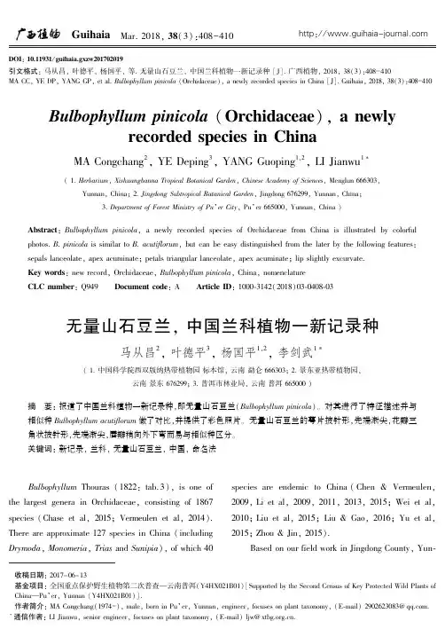 无量山石豆兰,中国兰科植物一新记录种