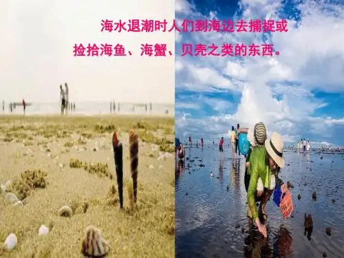赶海ppt课件